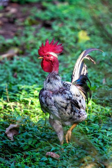 Naked Neck Chicken Gallus Gallus Domesticus Found Worldwide Stock