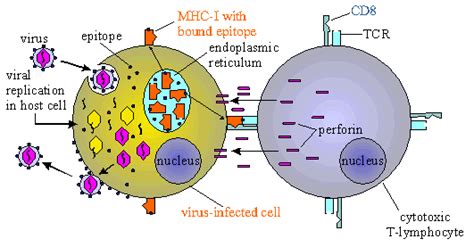 Killer T Cell Diagram