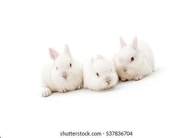 918 Polish rabbit Images, Stock Photos & Vectors | Shutterstock