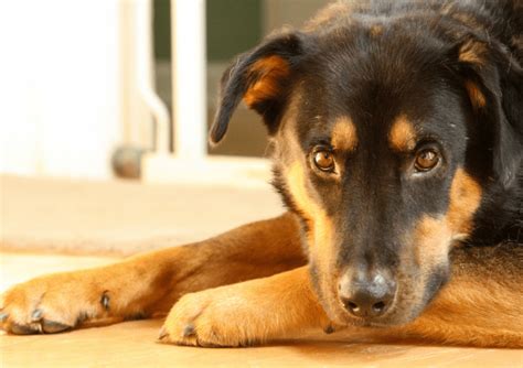 15 Great Rottweiler Mixes Rottie Mixed Breeds For The Win