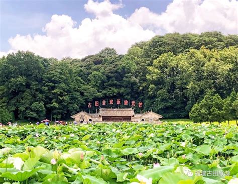 古田旅游区荷花都盛开了，错过又得等一年