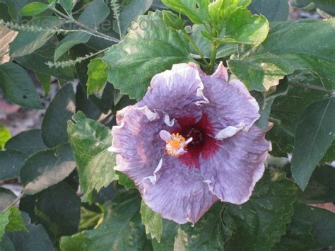 Plantfiles Pictures Tropical Hibiscus Cajun Hibiscus Blueberry