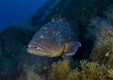 La intoxicación alimentaria por consumo de pescado con ciguatera es un