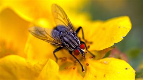 Fly Flower Macro Free Photo On Pixabay Pixabay