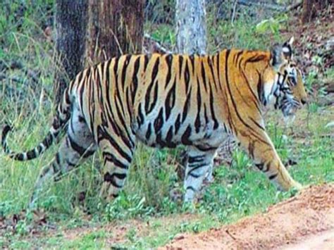 Tiger Attacks Farmer In Pilibhit Second Death Within A Week Forest Department Alert जंगल से