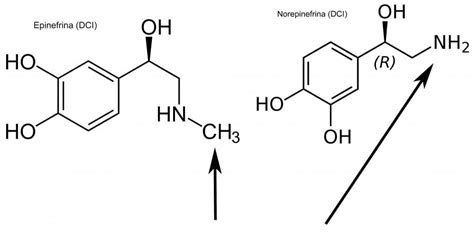 ICYMI: #blogengage What is the difference between adrenaline and ...