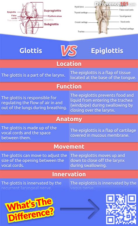Glottis Vs Epiglottis 5 Key Differences Pros And Cons Similarities