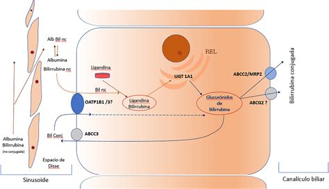 Metabolismo De La Bilirrubina Mind Map Porn Sex Picture