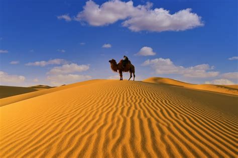 Premium Photo Bactrian Camel In The Gobi Desert Of Mongolia