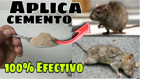 Como Eliminar Ratas Y Ratones De Manera Permanente Youtube