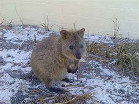Australian Marsupials Hubpages