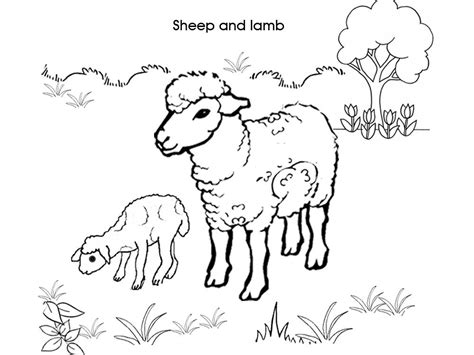 Kids Colouring Sheep And Lamb Colouring Pages