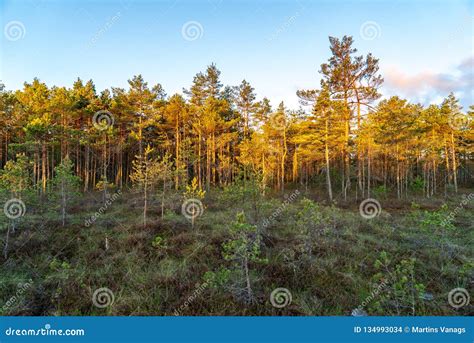 Lonely Naked Trees In Swamp Area In Autumn Stock Photo Image Of Area Nature 134993034