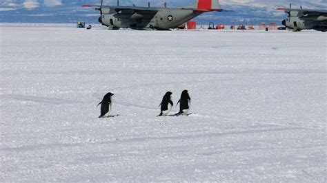 Penguins Pegasus Ice Runway Antarctica Mcmurdo Times Com Flickr