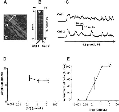 Figure 5 From Asynchronous Ca 2 Waves In Intact Venous Smooth Muscle