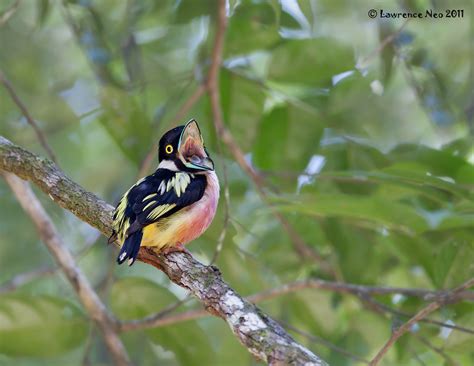 Black and yellow broadbill - Alchetron, the free social encyclopedia