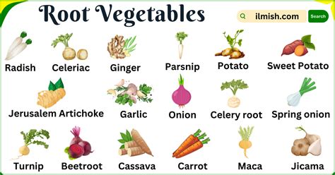 Types Of Root Vegetables Names In English And Their Pictures Ilmish