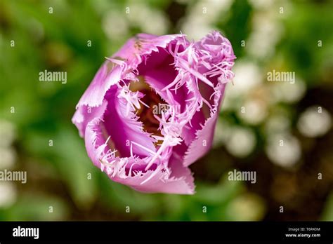 Tulip Lilac Perfection Stock Photo Alamy