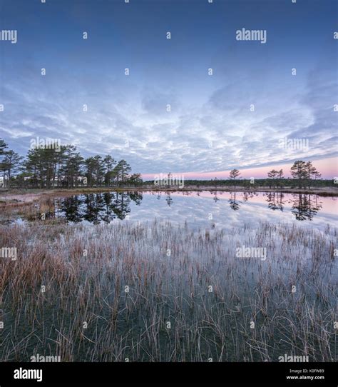 Muskeg hi-res stock photography and images - Alamy