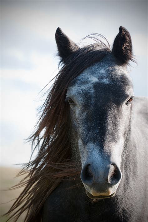 mitch mcfarlane photography: Grey Fell ponies