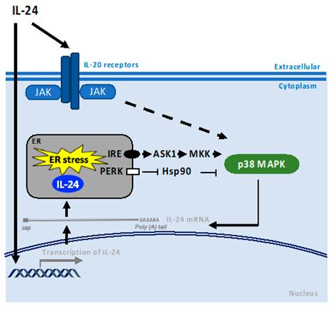 Interleukin 24 Signal Transduction Pathways