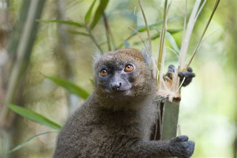 Greater Bamboo Lemur — Expedition Art