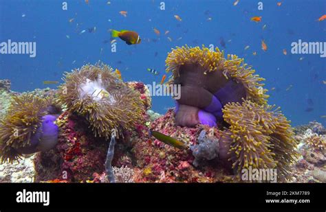 The symbiosis of clownfish and anemones Stock Video Footage - Alamy