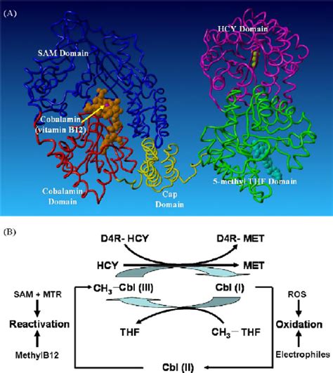 Structure And Function Of Methionine Synthase Panel A Methionine