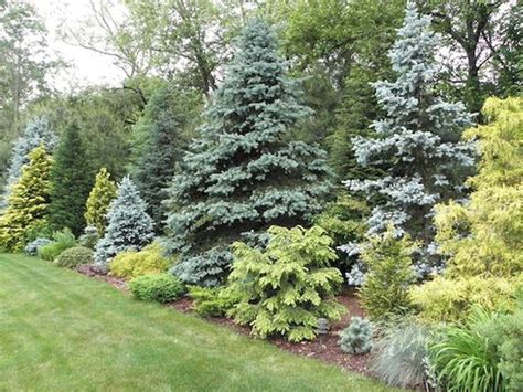 Best Evergreen Trees For Privacy And Year Round Greenery