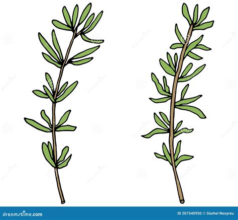 Hand Drawing Of Thyme Branch Isolated On White Background Vector