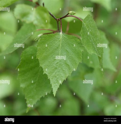 Birkenbaum Birke Betula Ist Ein Heimischer Baum Der Auch Als