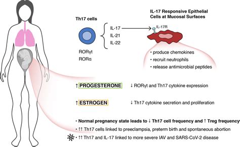 Pro‐inflammatory Th17 Cells Are Downregulated During Pregnancy This