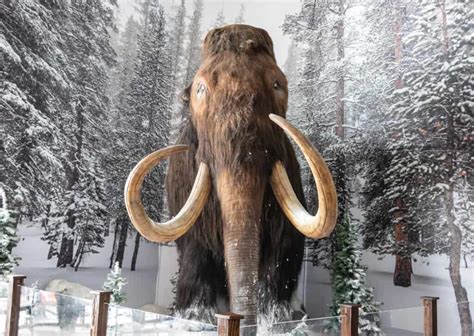 7 Extinct Ice Age Animals - A-Z Animals