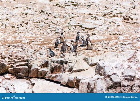 A Group Of Humboldt Penguins At The Ballestas Islands In Peru Stock