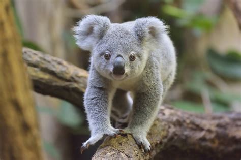 10 Facts About Marsupials