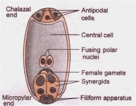 Chapter 2 Sexual Reproduction In Flowering Plants Cbse Class 12