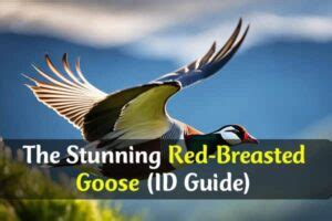 Do Birds Have Sex Understanding Bird Mating And Reproduction