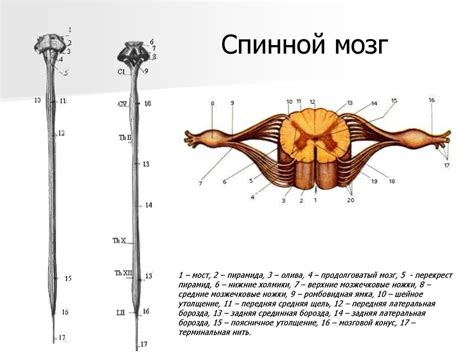 Нервная система - презентация онлайн