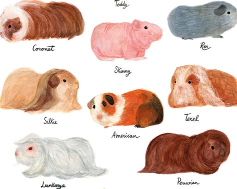 Guinea Pig Breed Chart Illustrated Guide to Cute Cavies Animal - Etsy