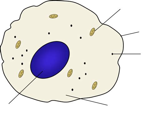 Animal Cell Structure Igcse Diagram Quizlet