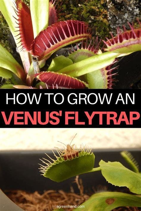 How To Grow A Venus’ Flytrap | Venus fly trap, Carnivorous plants, Plants