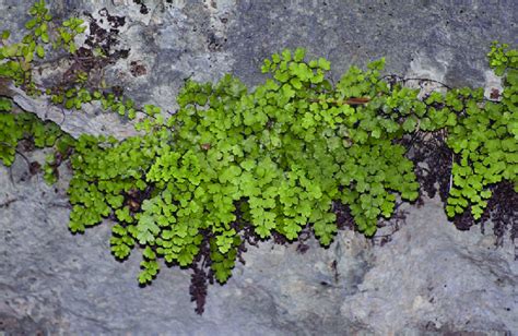 Adiantum capillus-veneris (photo I. Gavalas). | Download Scientific Diagram