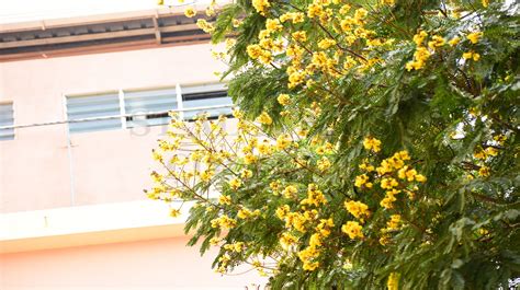 Copper Pod Tree ಬಟಟದ ಹಳ St Aloysius College Green Campus