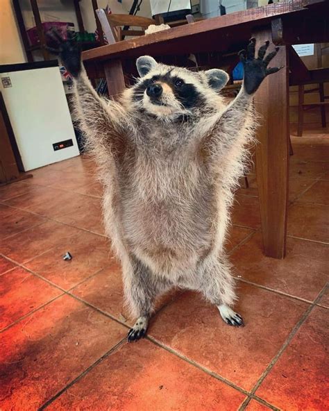 A Raccoon Standing On Its Hind Legs With His Arms Up In The Air