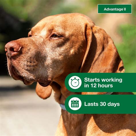 Advantage Ii For Dogs 21 55 Lbs 6 Month On Sale Ep Rx