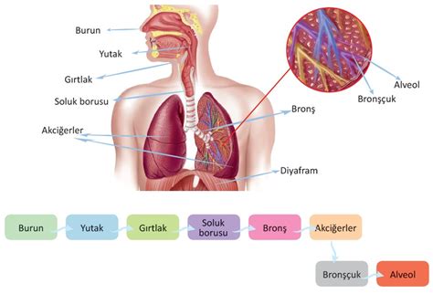 Solunum S Stem Sinif