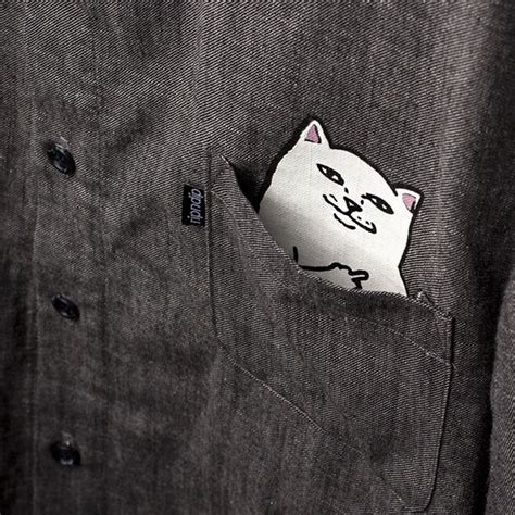 Pocket Cat T Shirts Come With A Hilarious Hidden Surprise