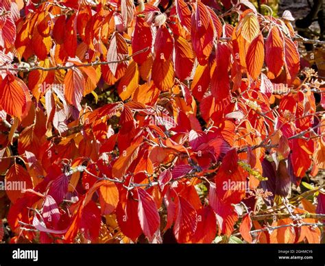 Viburnum Plicatum Lanarth Stockfotos Und Bilder Kaufen Alamy