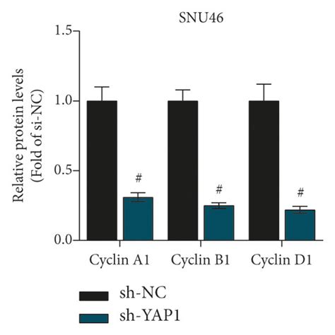 Yap Knockdown Inhibits Malignant Phenotypes Of Lscc Cells A Rt Qpcr