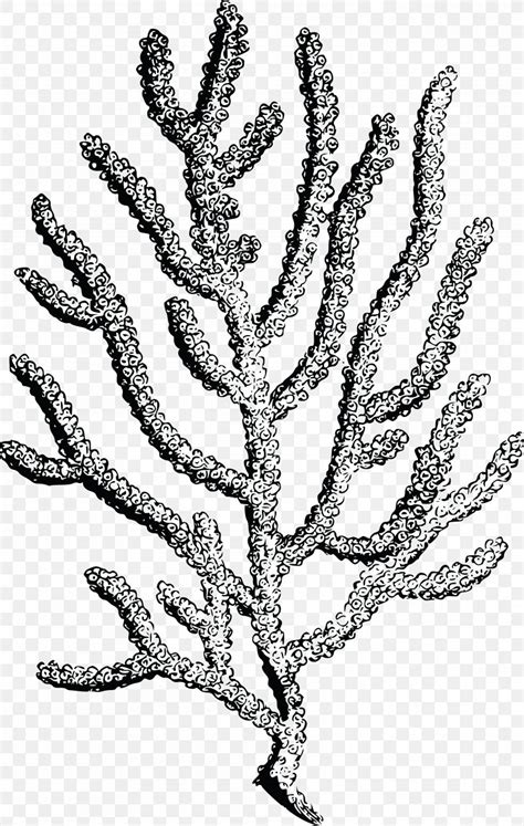 Coral Reef Clip Art Png X Px Coral Black And White Branch